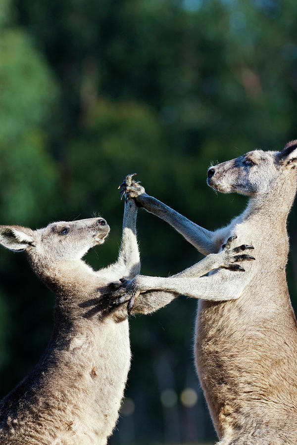 Animal Photograph - Eastern Grey Kangaroo (macropus #52 by Martin Zwick
