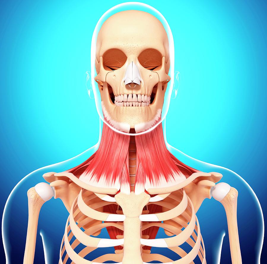 Human Neck Musculature #52 Photograph by Pixologicstudio/science Photo ...