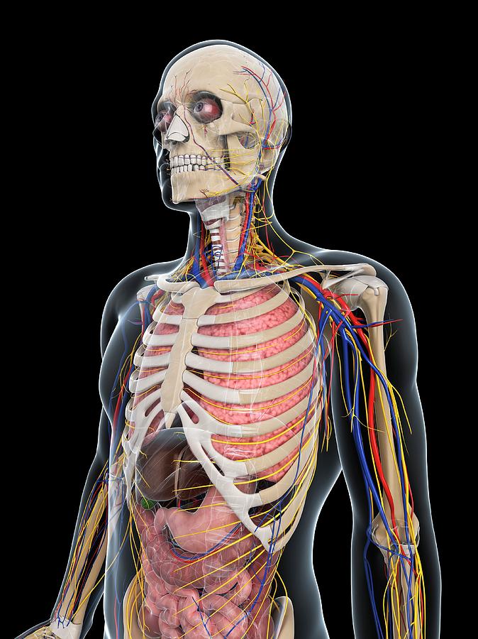 Male Anatomy Photograph by Sciepro/science Photo Library - Fine Art America