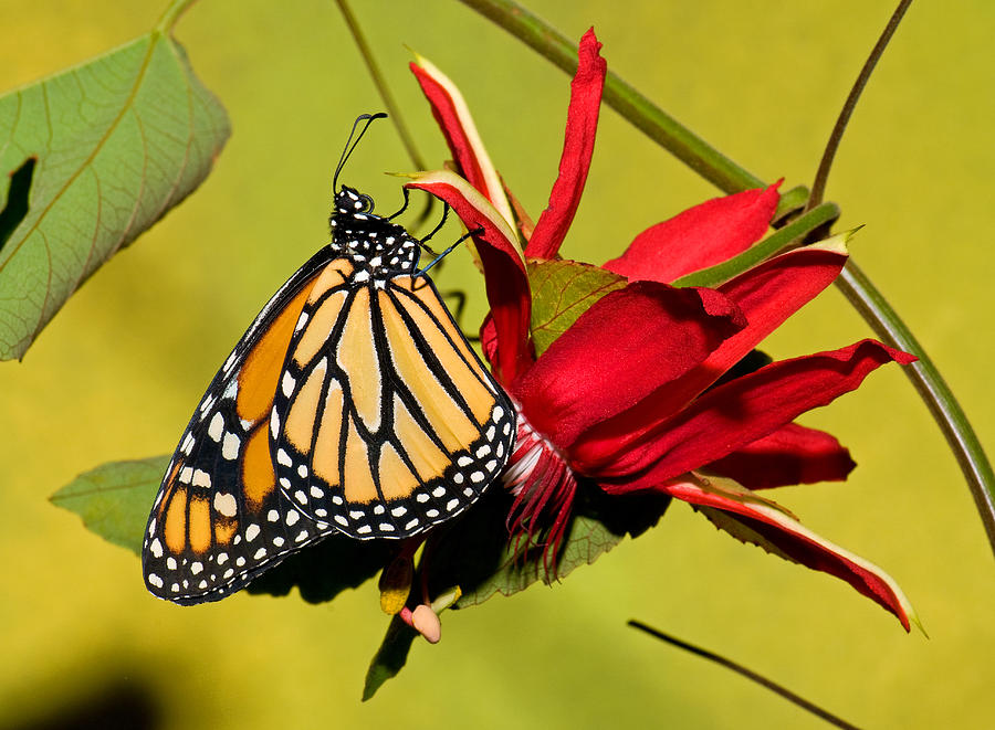Monarch Butterfly #52 Photograph by Millard H. Sharp