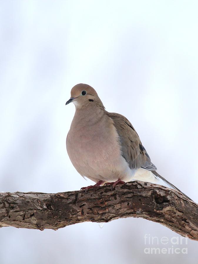 Mourning Dove #52 Photograph by Jack R Brock