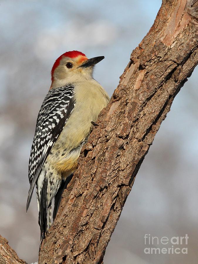 Red-bellied Woodpecker #52 Photograph by Jack R Brock