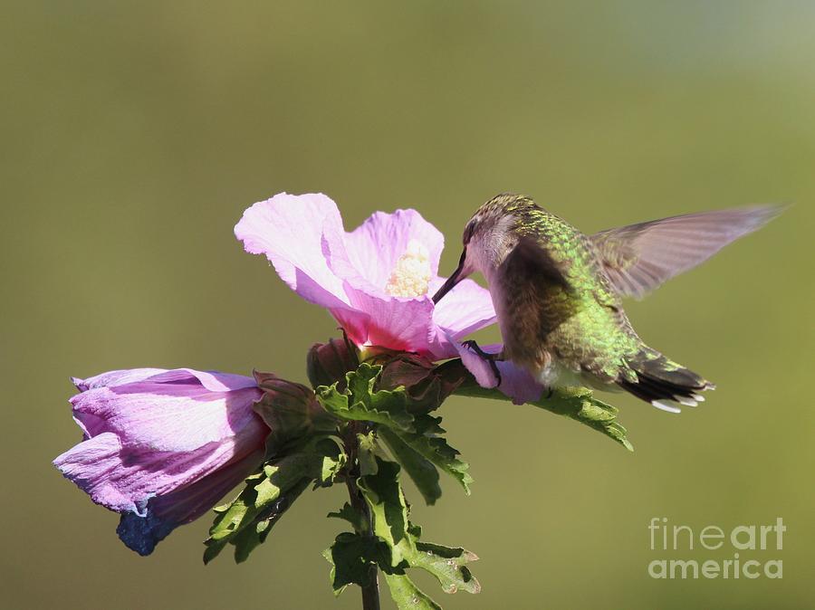 Ruby-throated Hummingbird #52 Photograph by Jack R Brock