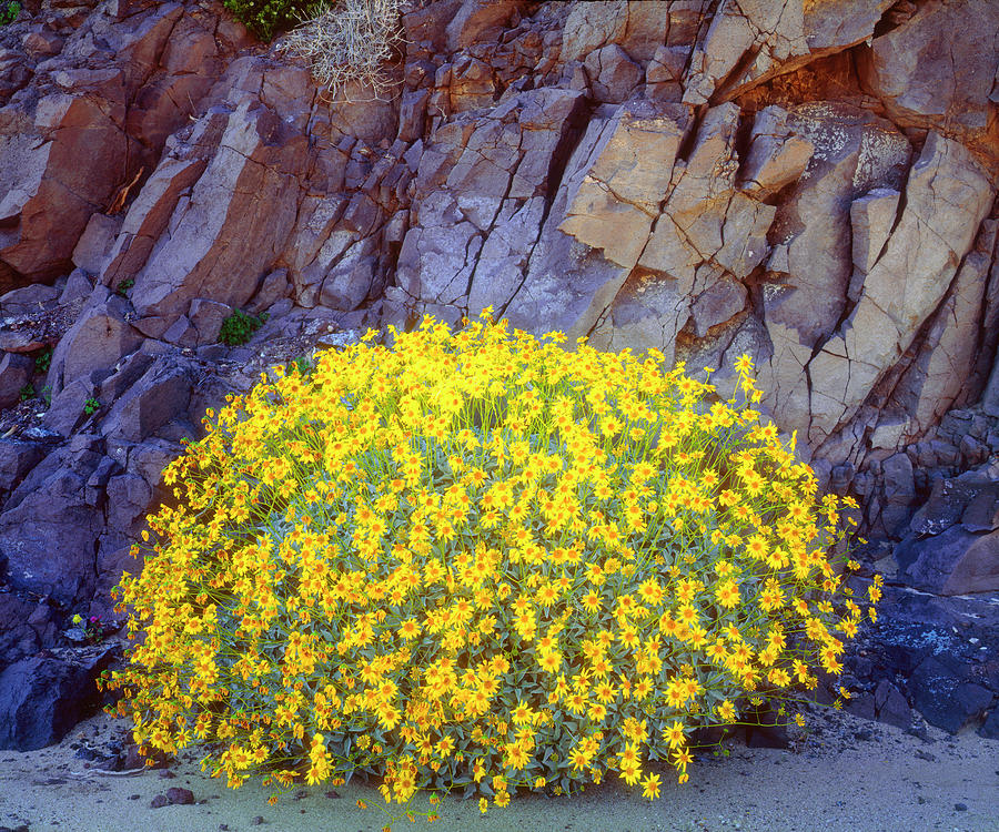 Nature Photograph - USA, California, Anza-borrego Desert #52 by Jaynes Gallery