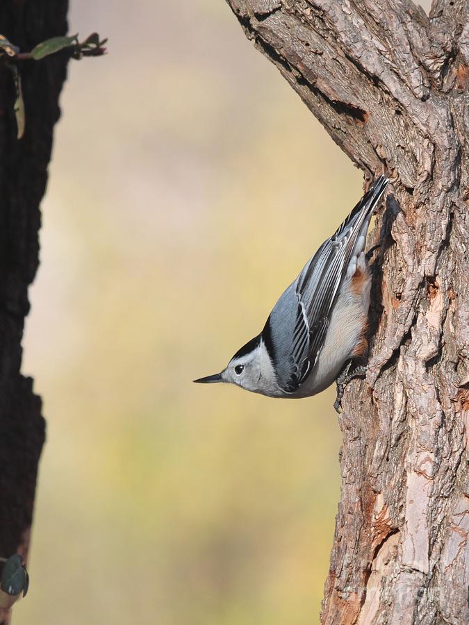 White-breasted Nuthatch #52 Photograph by Jack R Brock