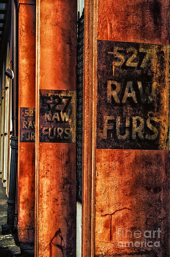 527 Raw Furs Photograph by Frances Ann Hattier