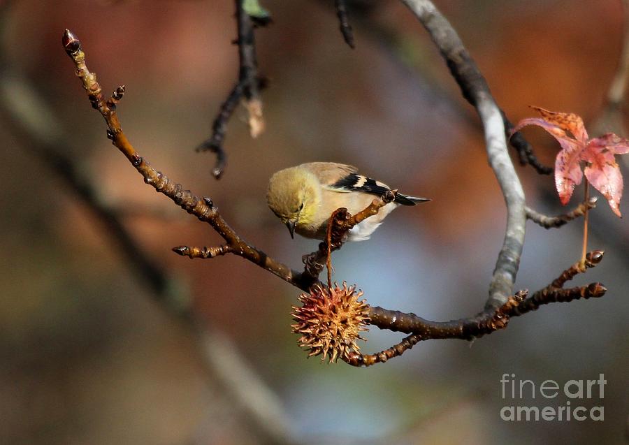American Goldfinch #53 Photograph by Jack R Brock
