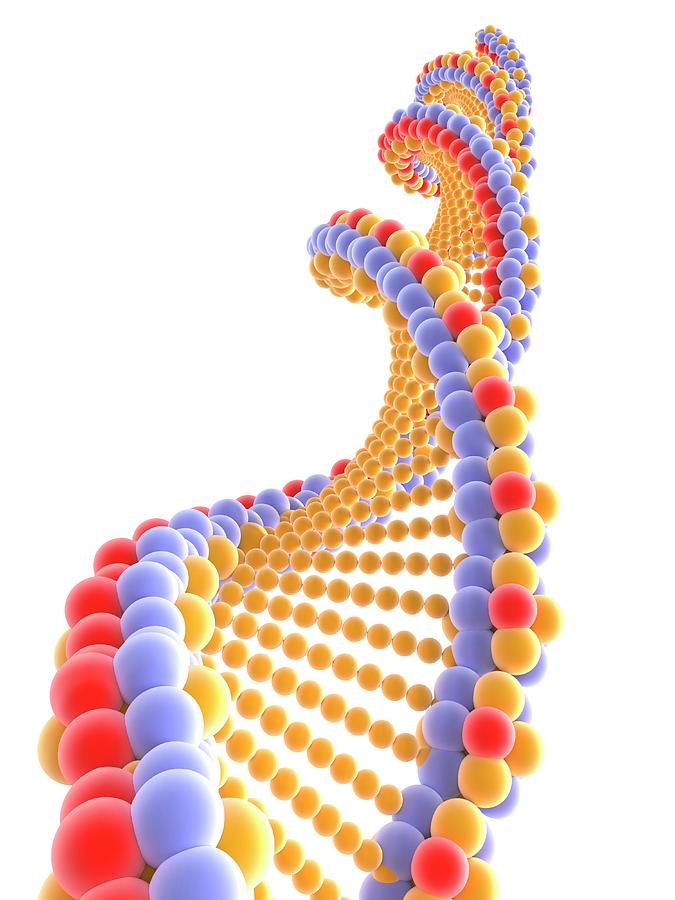 Dna Molecule #53 Photograph by Alfred Pasieka/science Photo Library