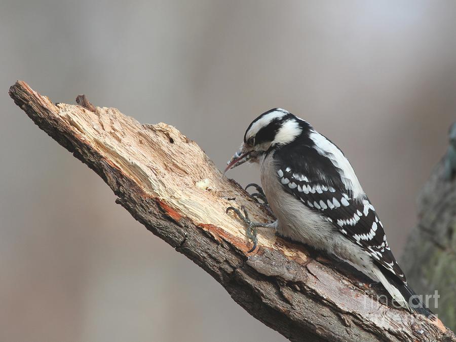 Downy Woodpecker #53 Photograph by Jack R Brock