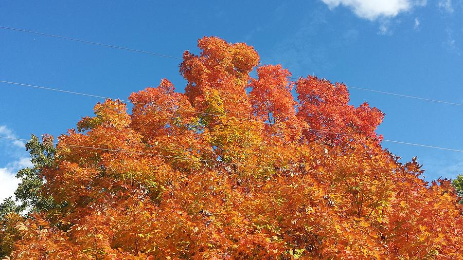 Fall Explosion of Color #53 Photograph by Kenny Glover
