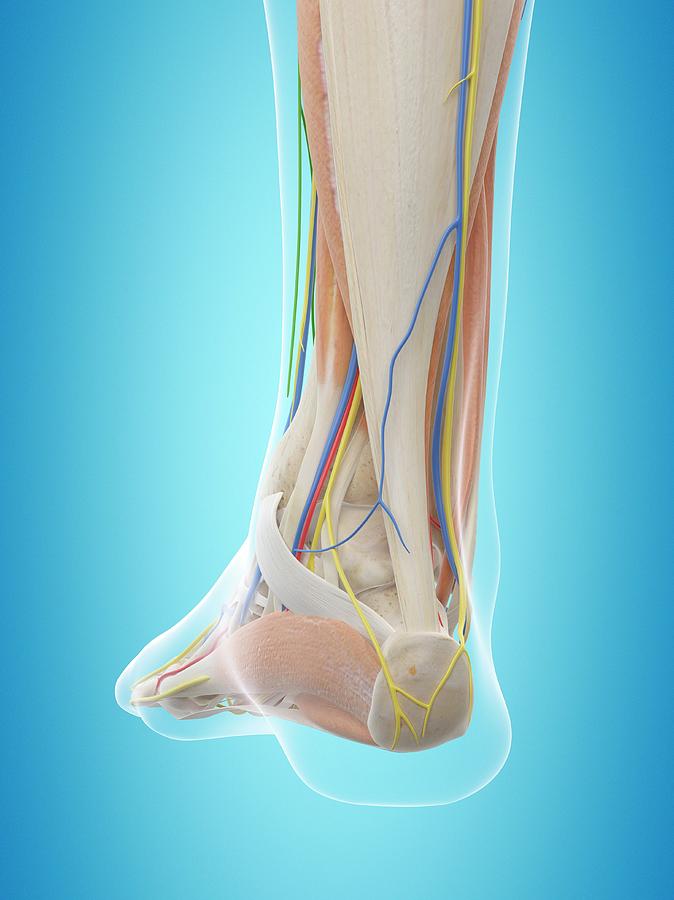 Human Foot Anatomy Photograph by Sciepro - Pixels