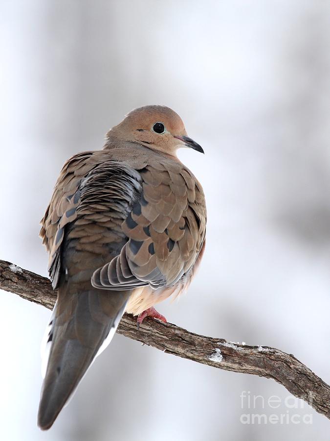 Mourning Dove #53 Photograph by Jack R Brock