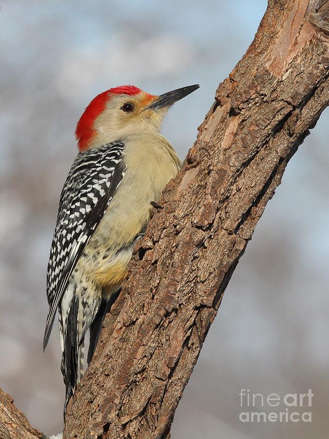 Red-bellied Woodpecker #53 Photograph by Jack R Brock