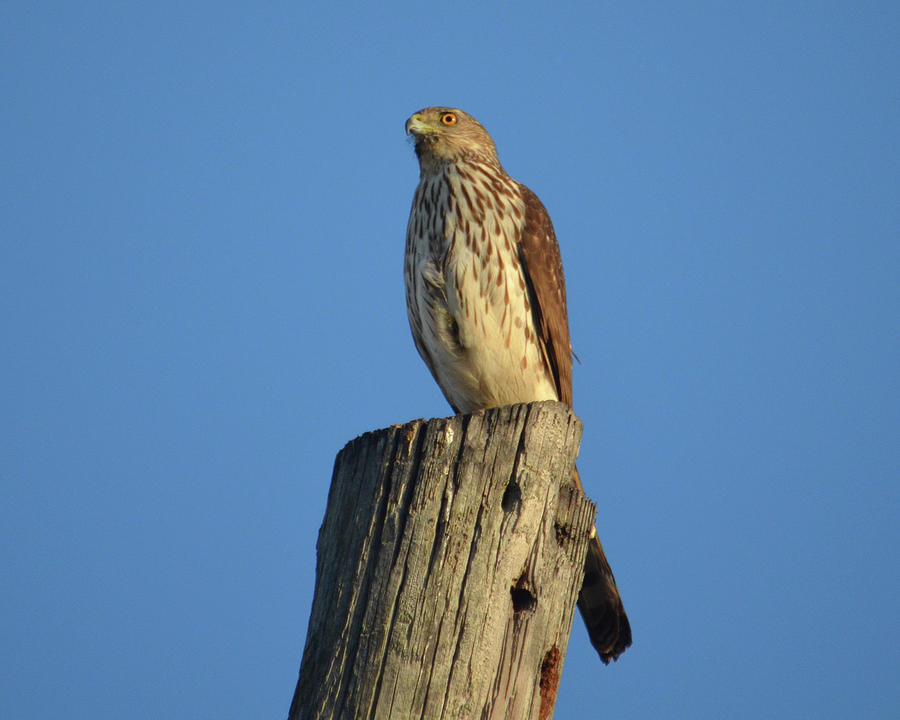 53- Red-Shouldered Hawk Photograph by Joseph Keane