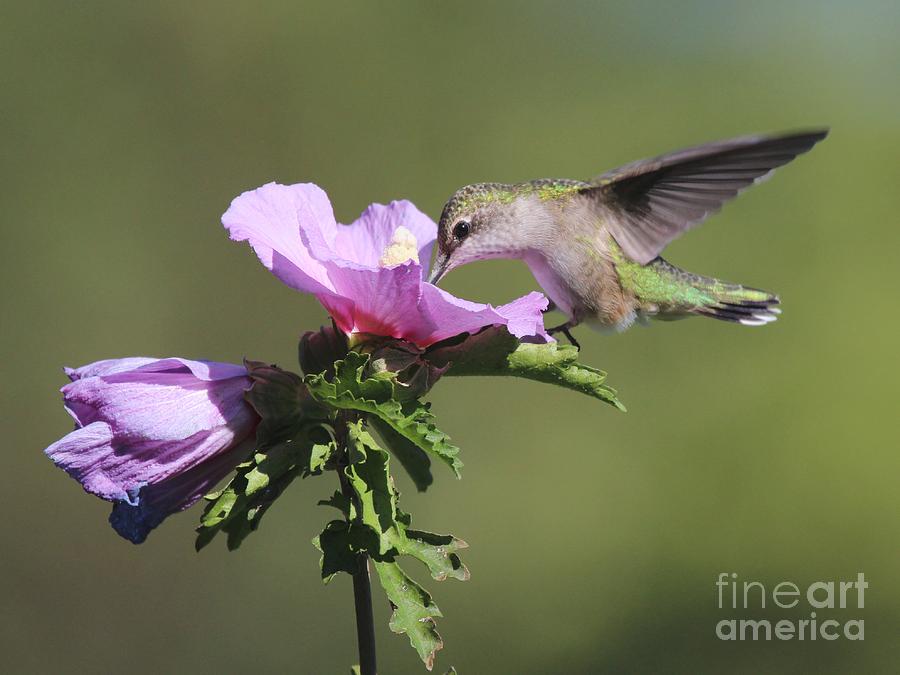 Ruby-throated Hummingbird #53 Photograph by Jack R Brock