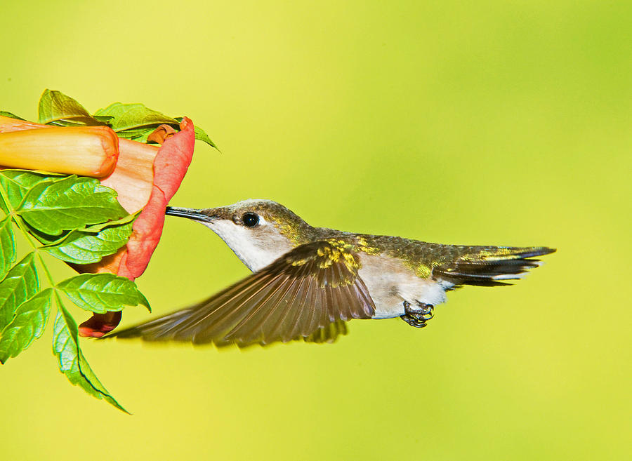 Ruby Throated Hummingbird #53 Photograph by Millard H. Sharp