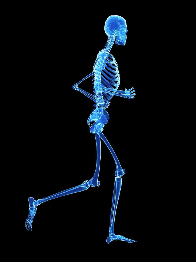 Skeletal System Of Runner #53 Photograph by Sebastian Kaulitzki