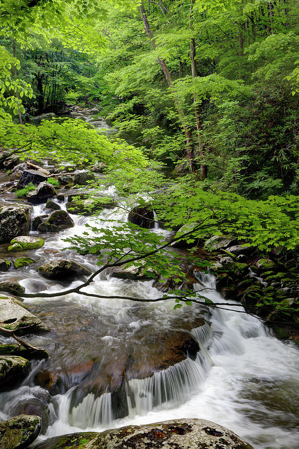 USA, Tennessee, Great Smoky Mountains Photograph by Jaynes Gallery ...