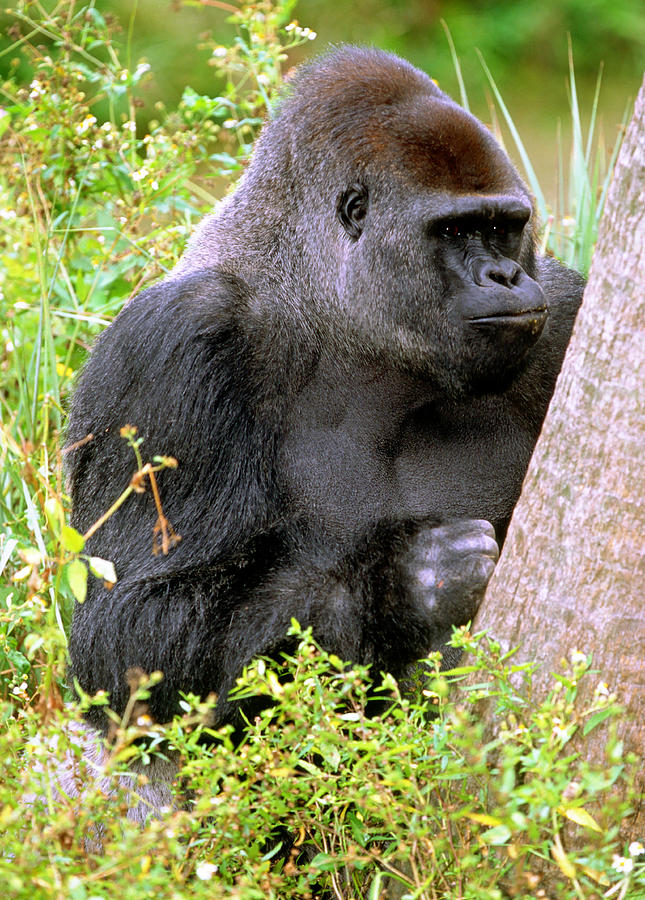 Western Lowland Gorilla #53 Photograph by Millard H. Sharp