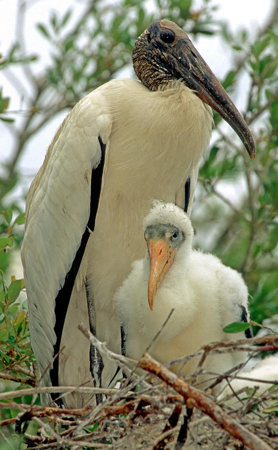 Wood Storks #53 Photograph by Millard H. Sharp