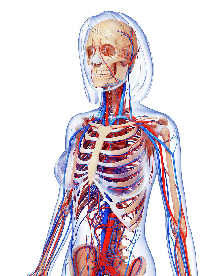 Female Anatomy Photograph by Pixologicstudio/science Photo Library ...