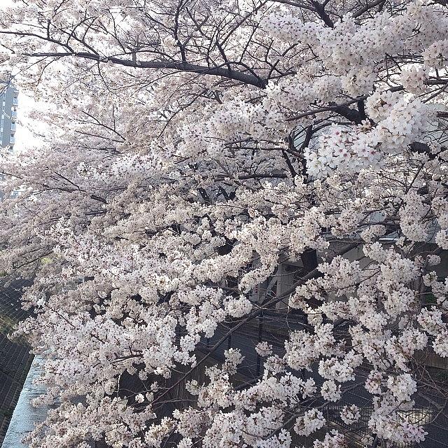 Instagram Photo #531396430033 Photograph by Tokyo Sanpopo