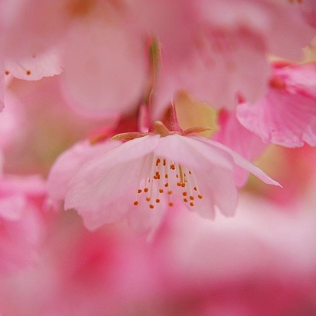 Cherryblossom Photograph - Instagram Photo #531412826693 by Kanae Tanno