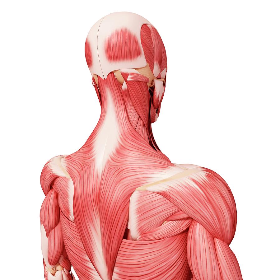 Illustration Photograph - Human Musculature #536 by Pixologicstudio/science Photo Library