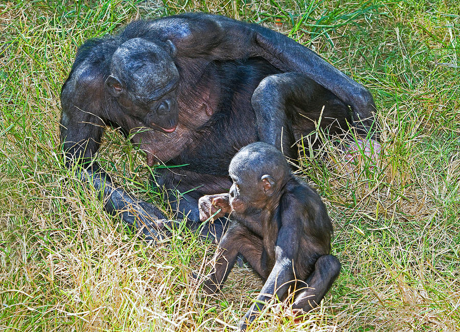 Bonobo Mother And Baby #54 Photograph by Millard H. Sharp
