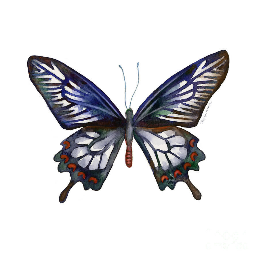 Butterfly Painting - 54 Ceylon Rose Butterfly by Amy Kirkpatrick