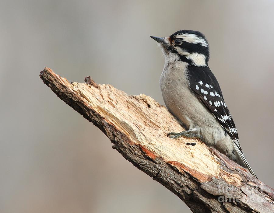 Downy Woodpecker #54 Photograph by Jack R Brock