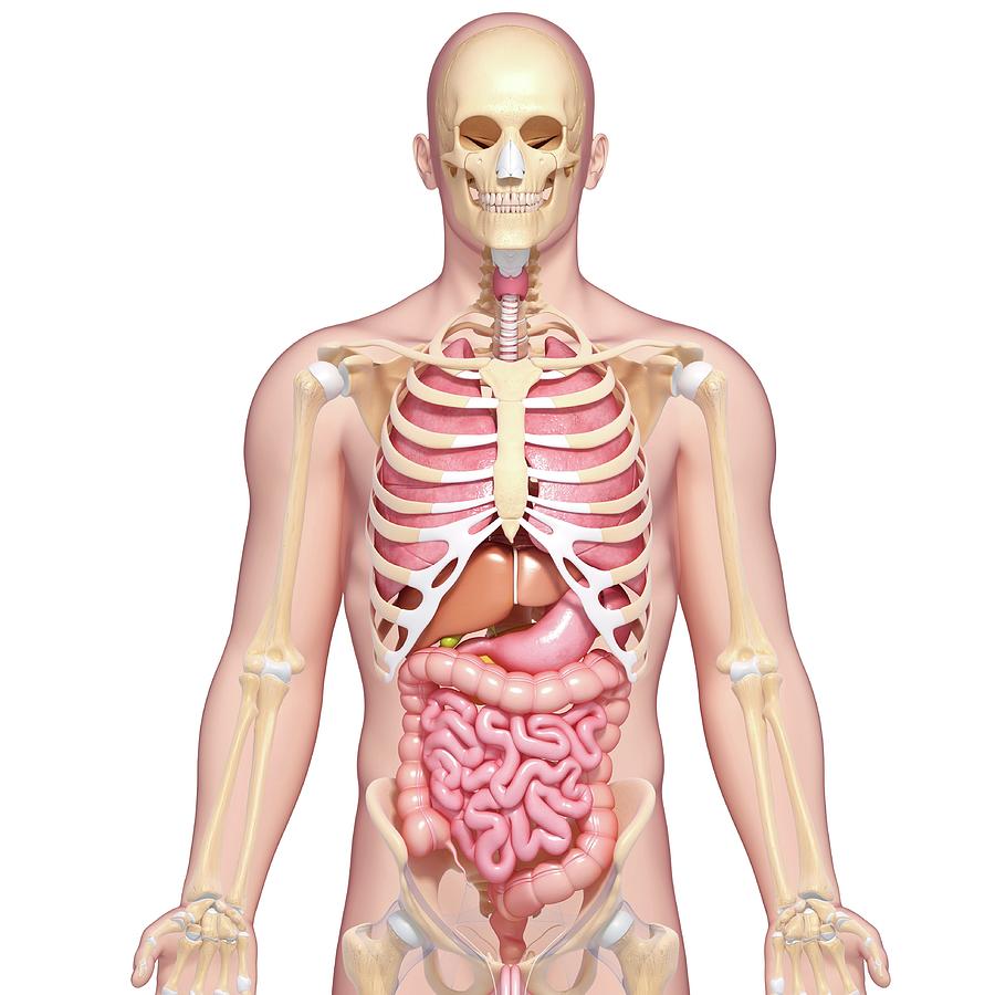 Human Anatomy Photograph By Pixologicstudio Science Photo Library - Pixels