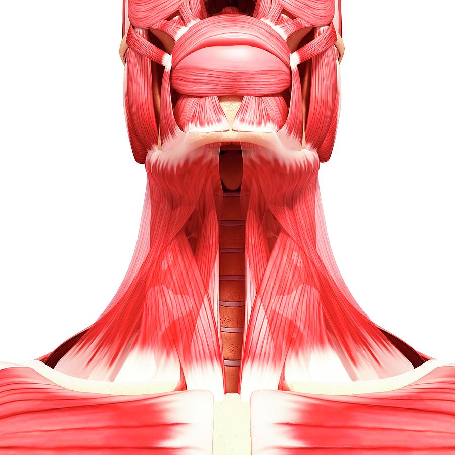 Human Neck Musculature #54 Photograph by Pixologicstudio/science Photo ...