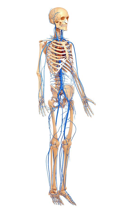 Human Veins Photograph by Pixologicstudioscience Photo Library Biology Diagrams