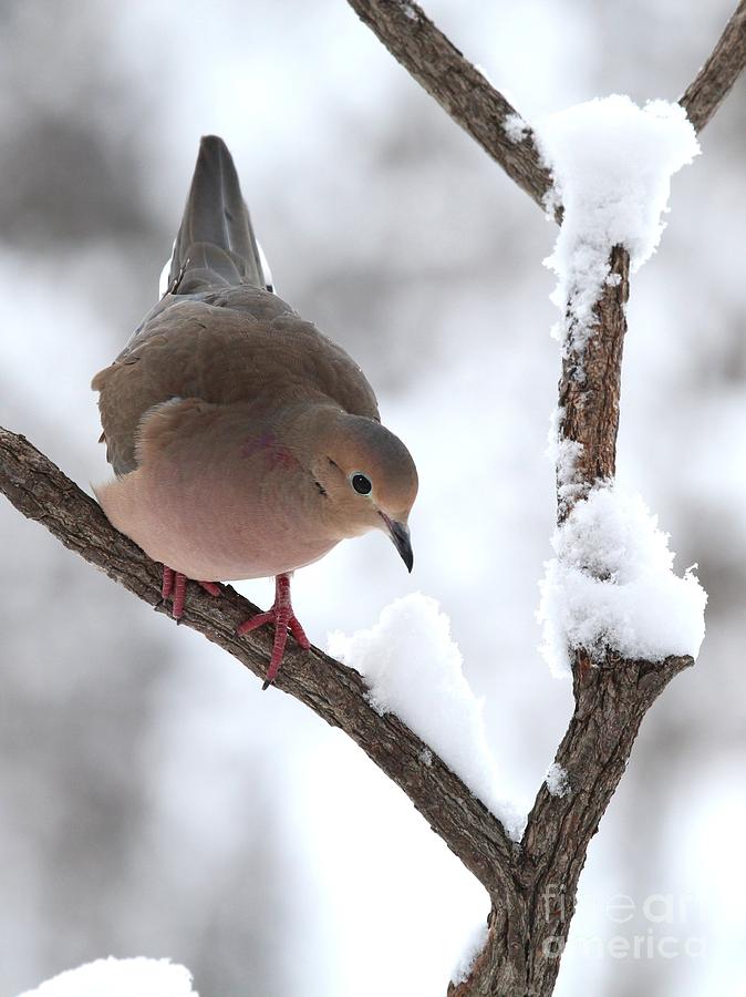 Mourning Dove #54 Photograph by Jack R Brock