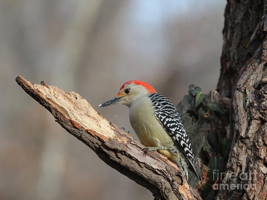 Red-bellied Woodpecker #54 Photograph by Jack R Brock
