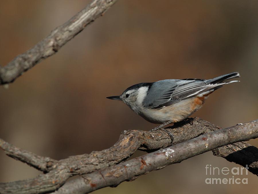 White-breasted Nuthatch #54 Photograph by Jack R Brock