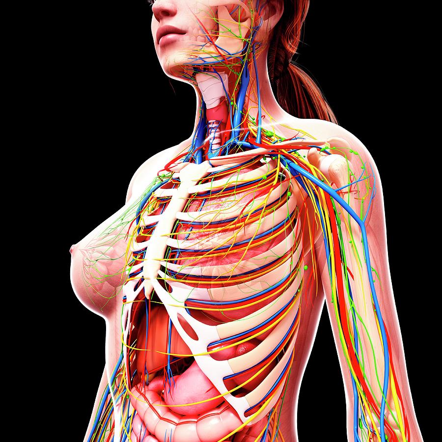 Female Chest Anatomy Photograph by Pixologicstudio/science Photo Library -  Fine Art America
