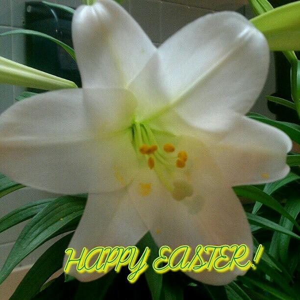 Easter Photograph - Instagram Photo #541364666451 by Kelli Stowe