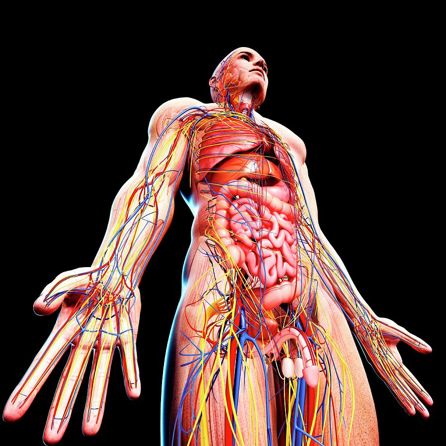Male Anatomy Photograph By Pixologicstudio Science Photo Library Pixels