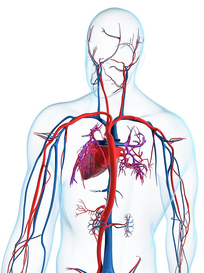 circulatory system diagram unlabeled