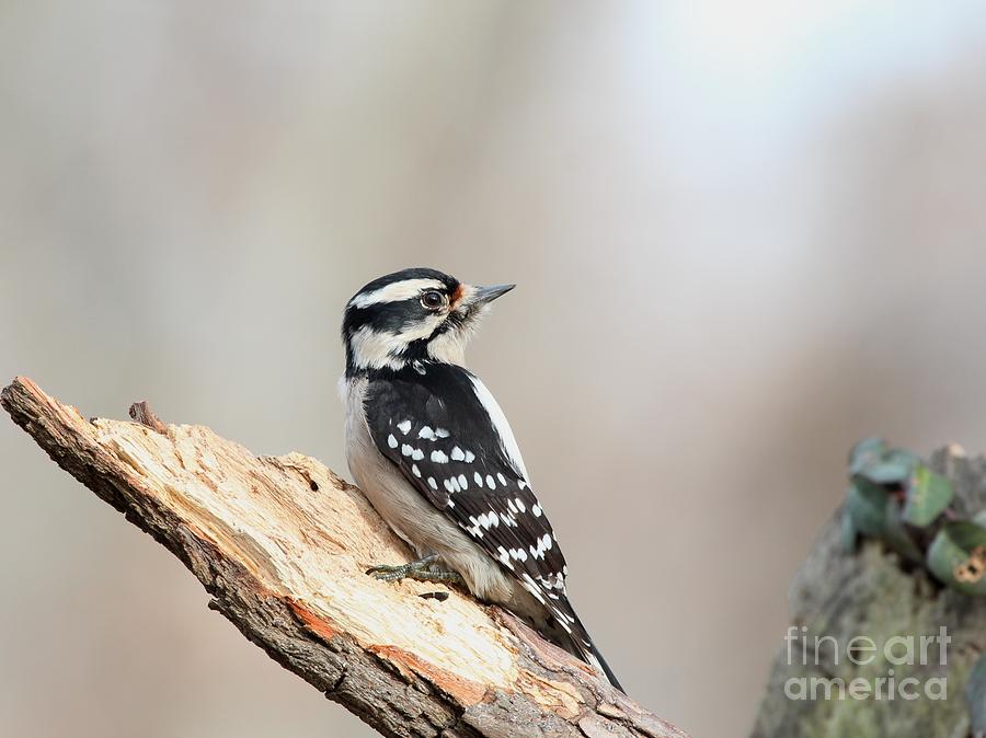 Downy Woodpecker #55 Photograph by Jack R Brock