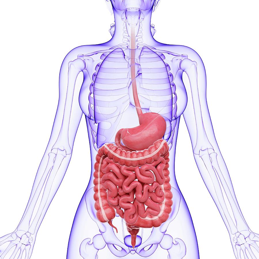 Nobody Photograph - Human Digestive System #55 by Pixologicstudio