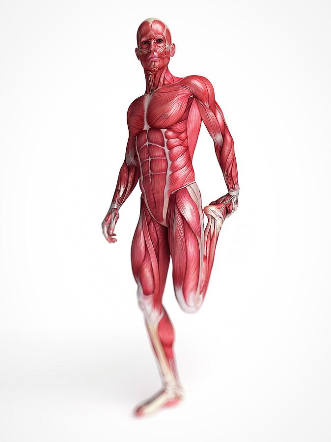 Human Muscular System Photograph by Sebastian Kaulitzki - Fine Art America