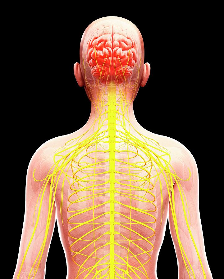 Human Nervous System Photograph by Pixologicstudio/science Photo ...