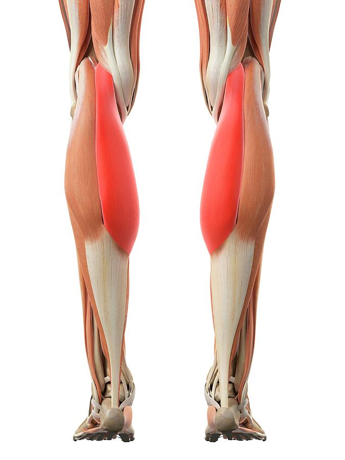 Muscles of the leg, artwork - Stock Image - C020/7451 - Science