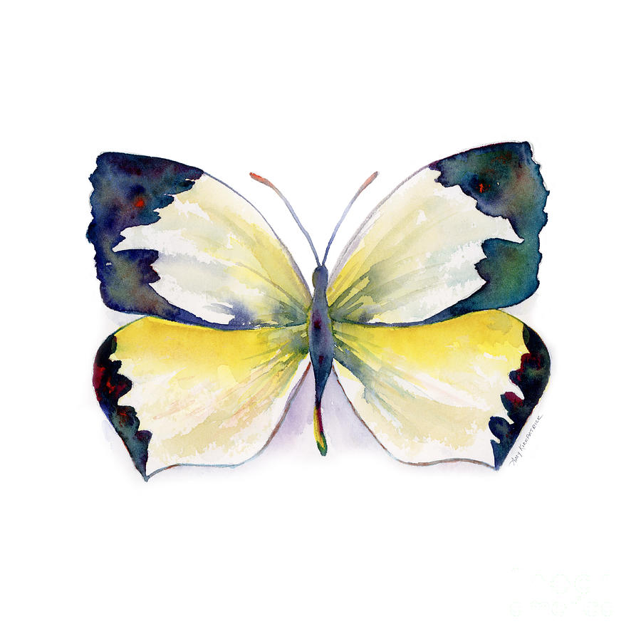 55 Mexican Yellow Butterfly Painting by Amy Kirkpatrick