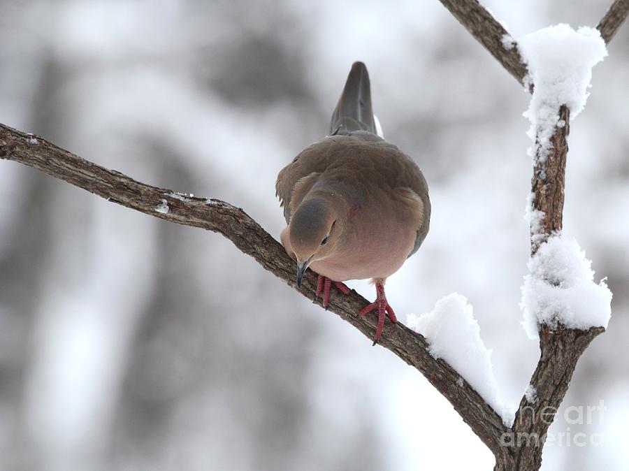 Mourning Dove #55 Photograph by Jack R Brock