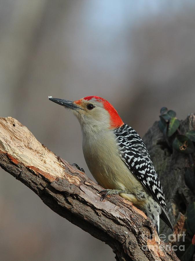 Red-bellied Woodpecker #55 Photograph by Jack R Brock