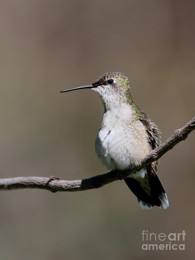 Ruby-throated Hummingbird #55 Photograph by Jack R Brock